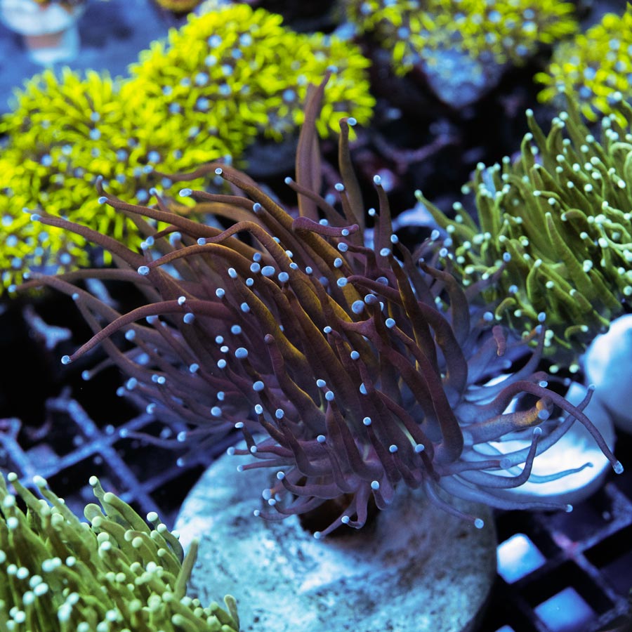 SBM Euphyllia Torch Dragon Soul (2 Pól.)