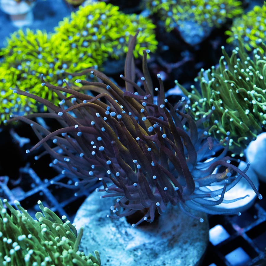 SBM Euphyllia Torch Dragon Soul (2 Pól.)