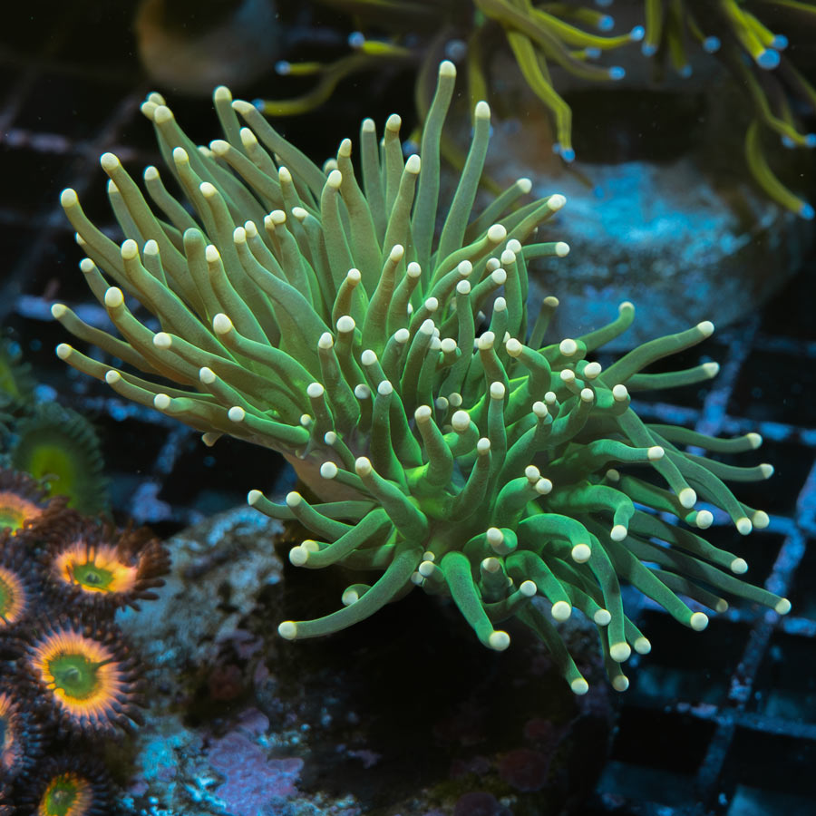 SBM Euphyllia Torch Emerald Pearl(2 Pól.)