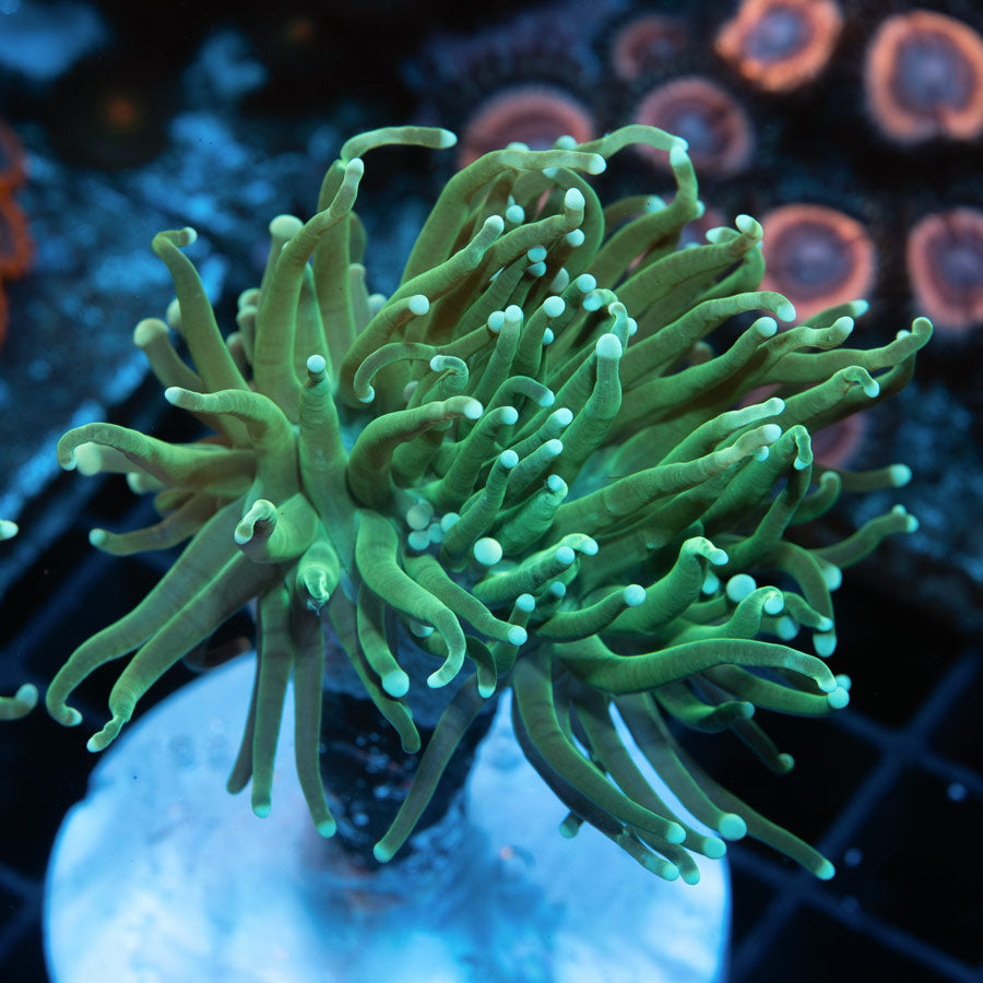 SBM Euphyllia Torch Green Ghost (1 Pól. en división)