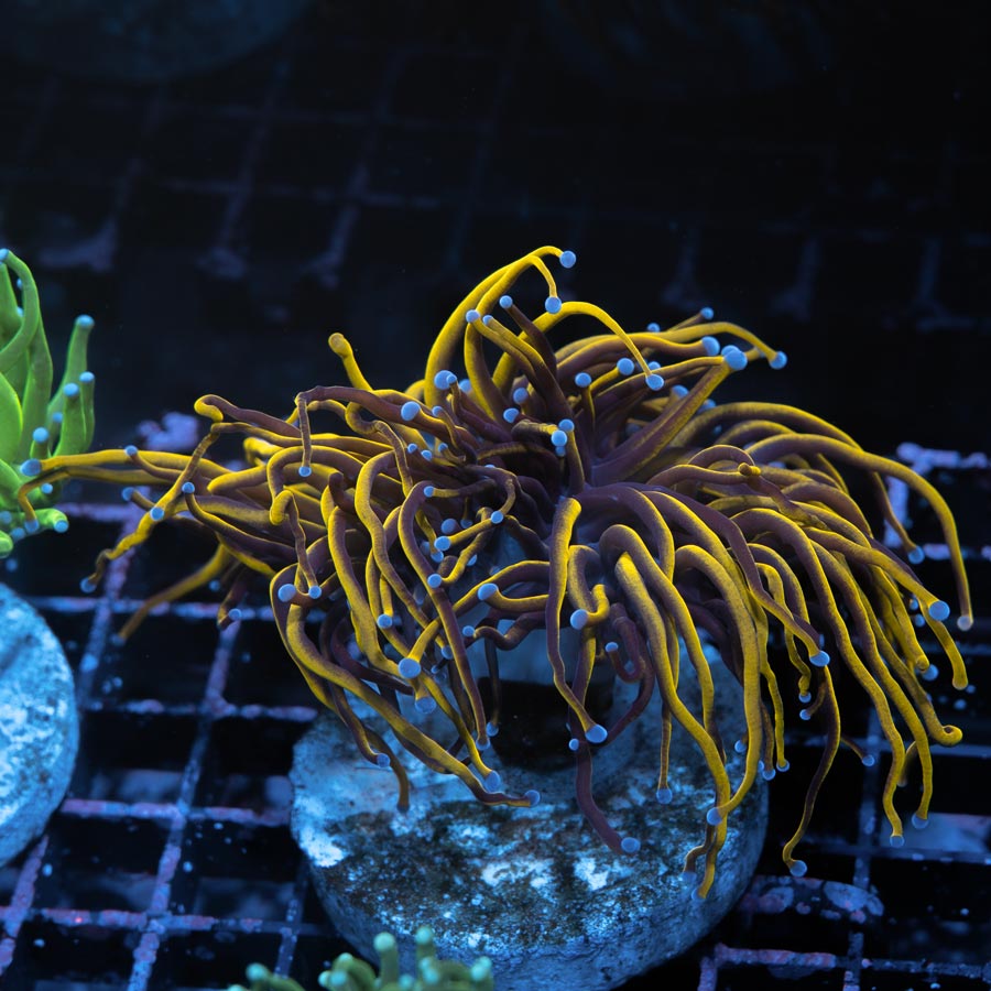 SBM Euphyllia Torch Super Golden  (2 Pól.)