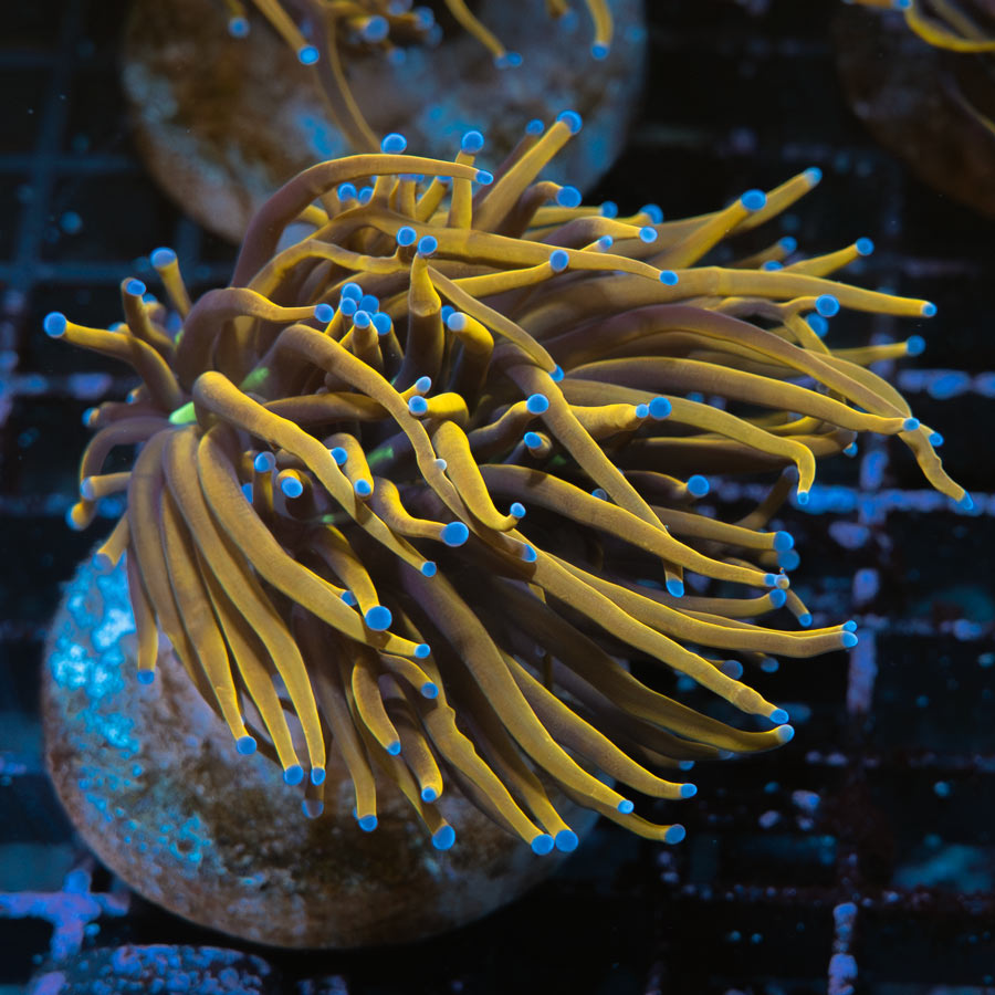 SBM Euphyllia Torch  Golden Indo(2 Pól. en división)