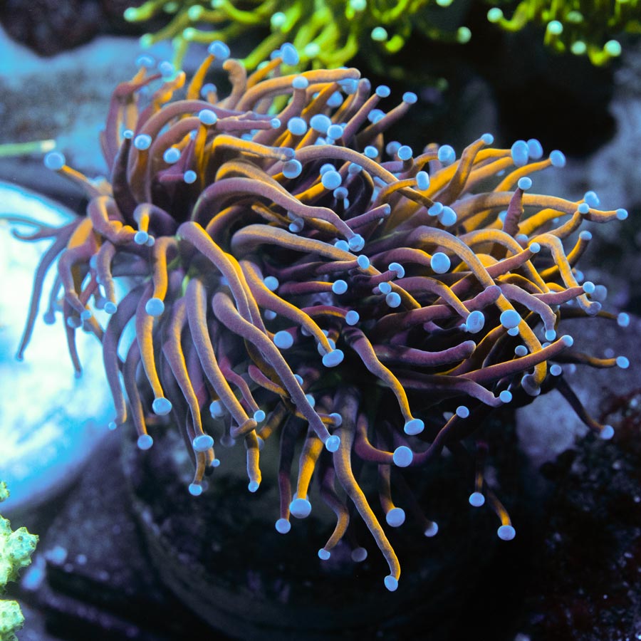 SBM Euphyllia Torch Golden Indo (2 Pól.)