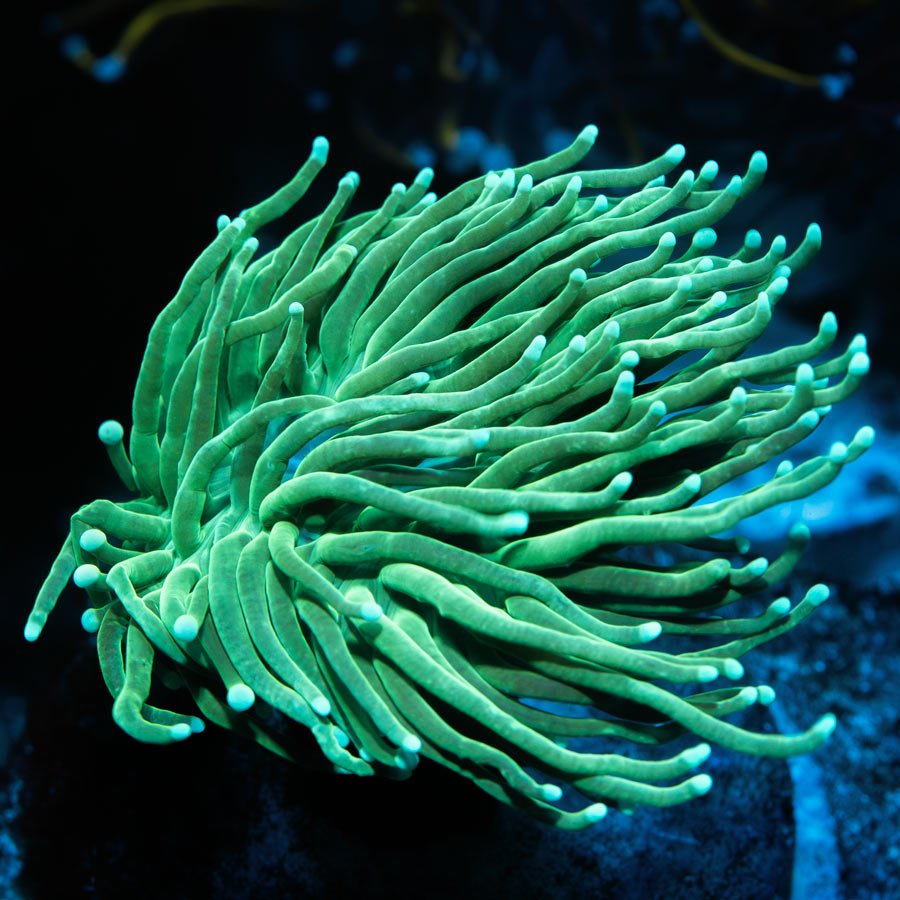 SBM Euphyllia Torch Green Ghost (1 Pól.)