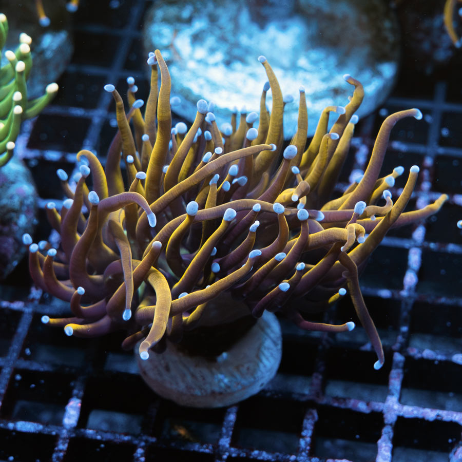 SBM Euphyllia Torch Golden Indo(2 Pól.)