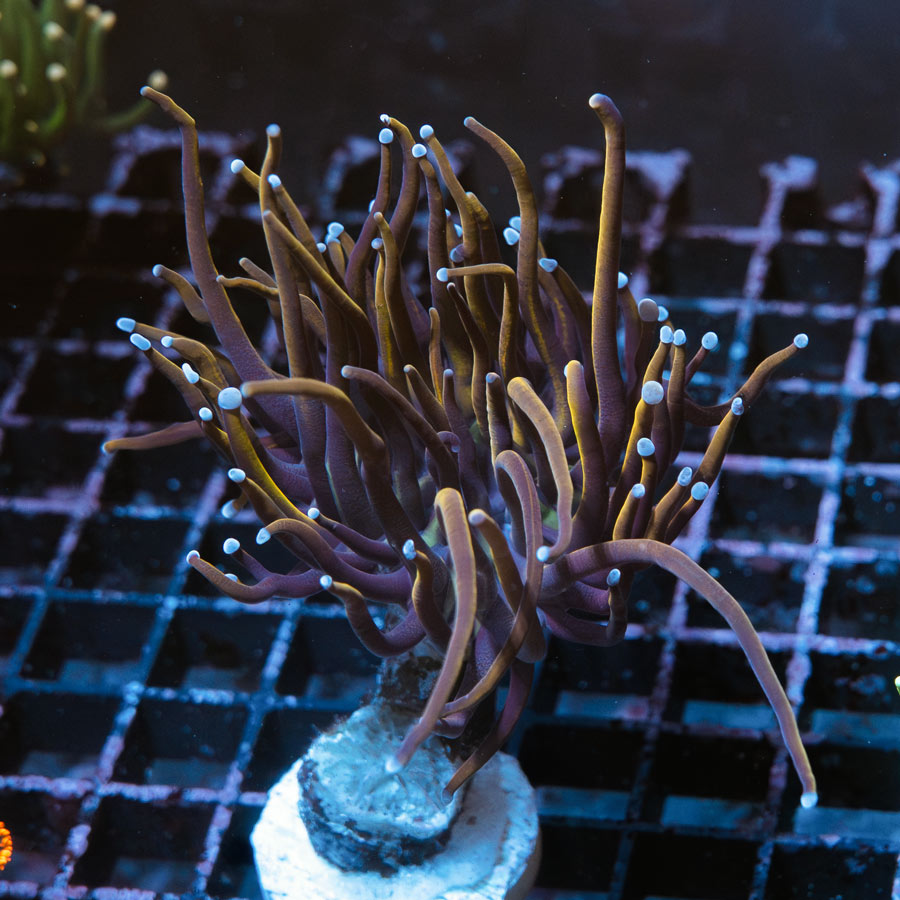 SBM Euphyllia Torch Golden (1 Pól.)
