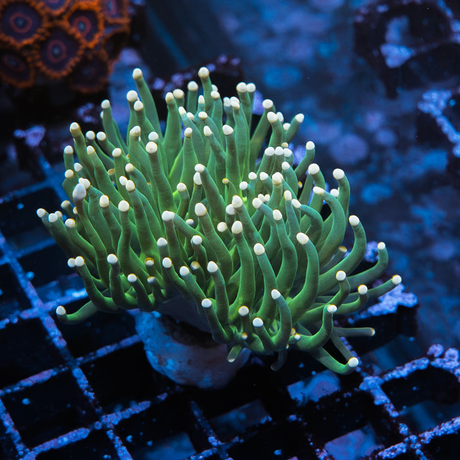 SBM Euphyllia Torch Emerald Pearl (1 Pól. en división)