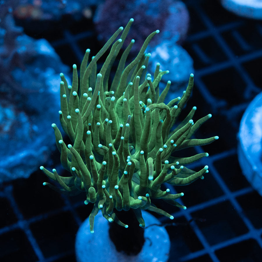 SBM Euphyllia Torch Ghost (Cultivada)