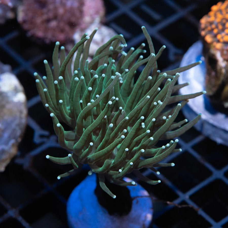 SBM Euphyllia Torch Ghost (Cultivada)