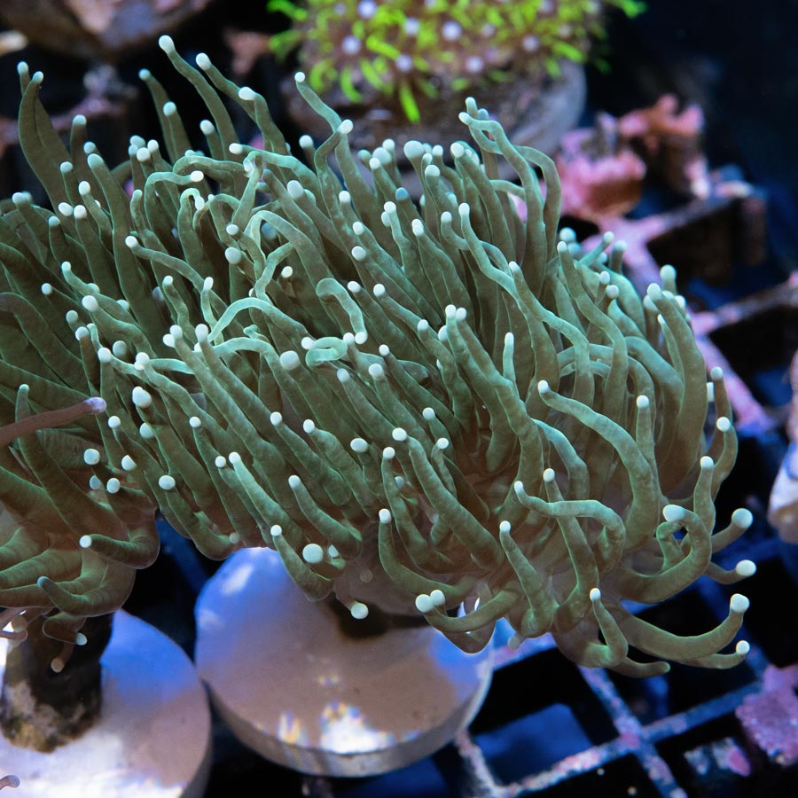 SBM Euphyllia Torch Green Ghost(2 Pól.)
