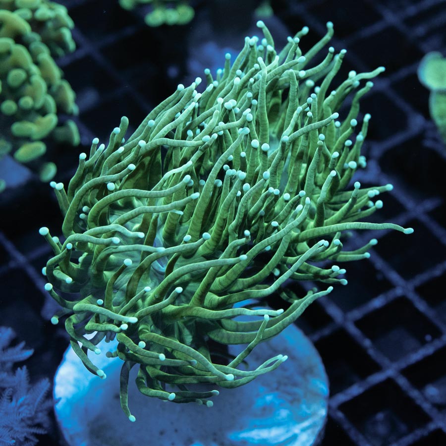 SBM Euphyllia Torch Ghost (2 Pól.)