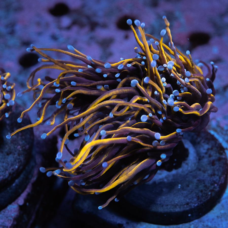 SBM Euphyllia Golden Torch (2 Pól.)