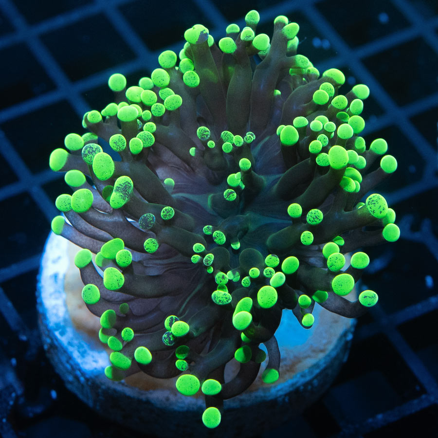 SBM Euphyllia Toxic Green (1 Pól.)