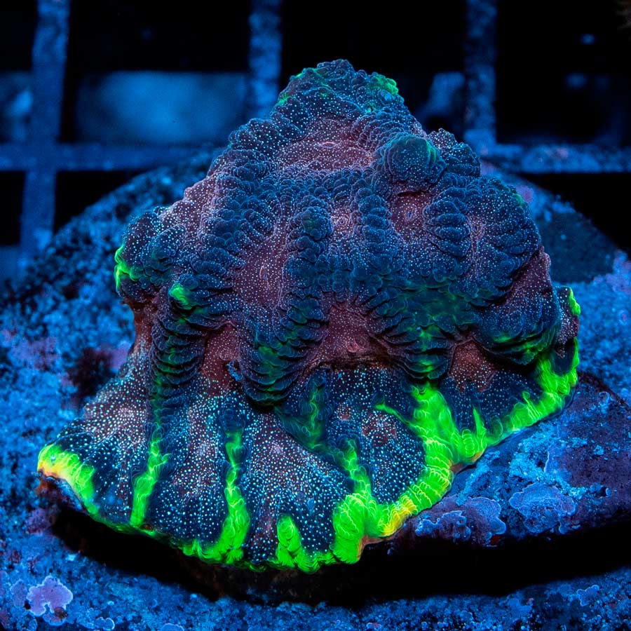 SBM Favia Bejeweled (poca luz)