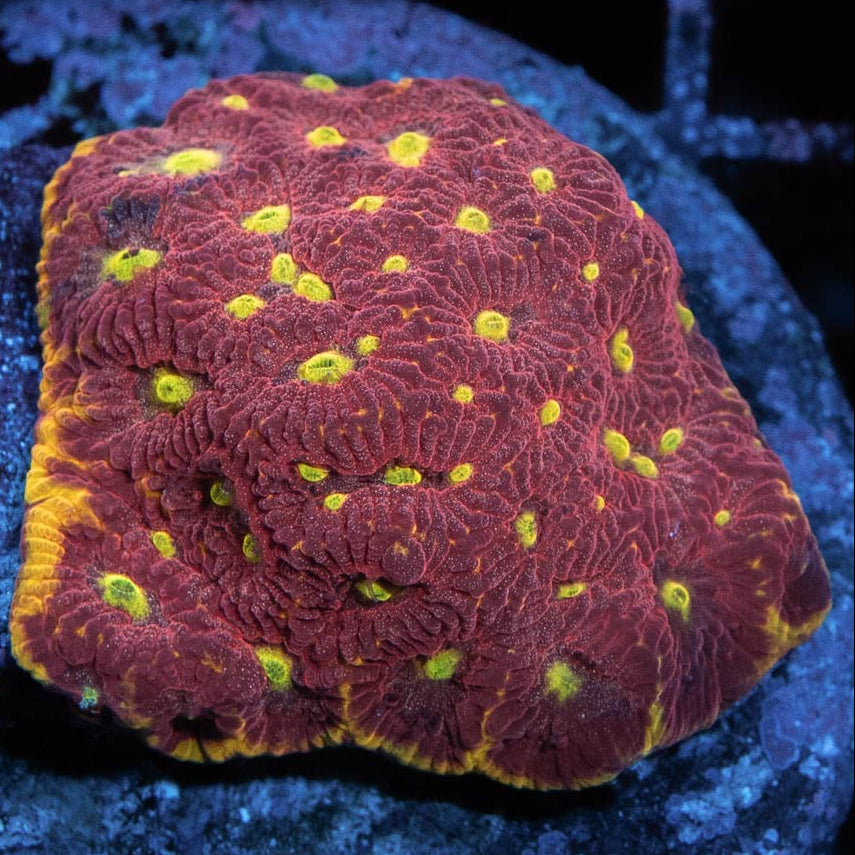 SBM Favia Big R Inferno 40 bocas