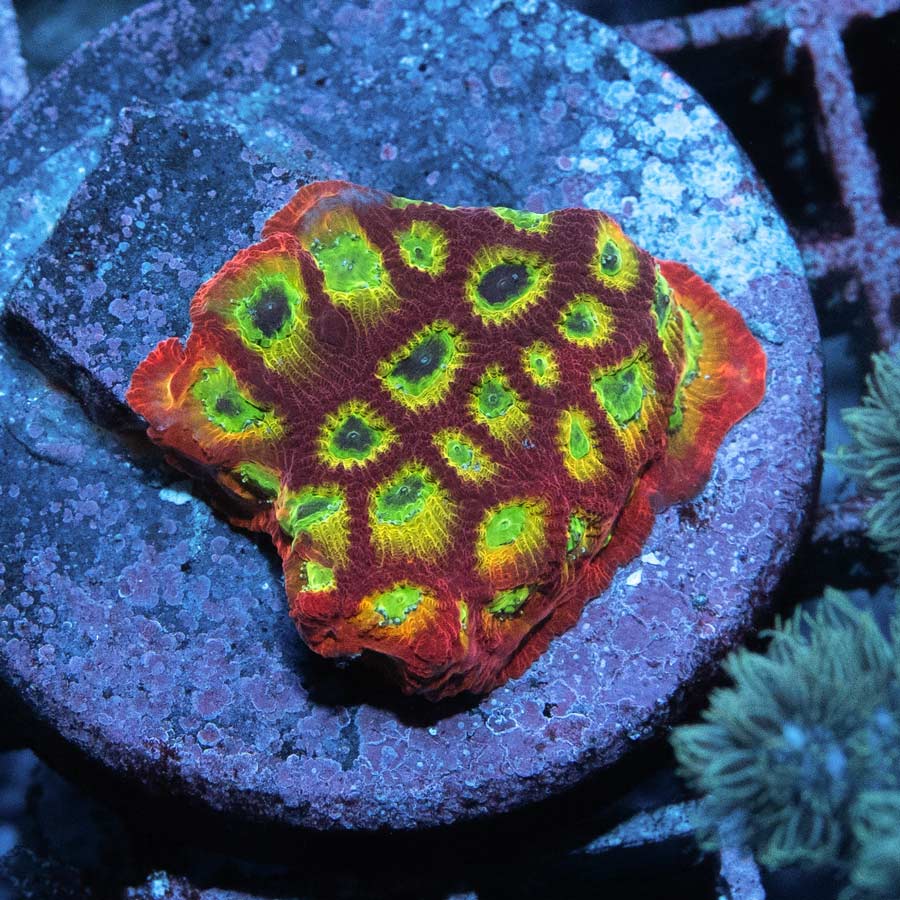 SBM Favia JF Sector 001