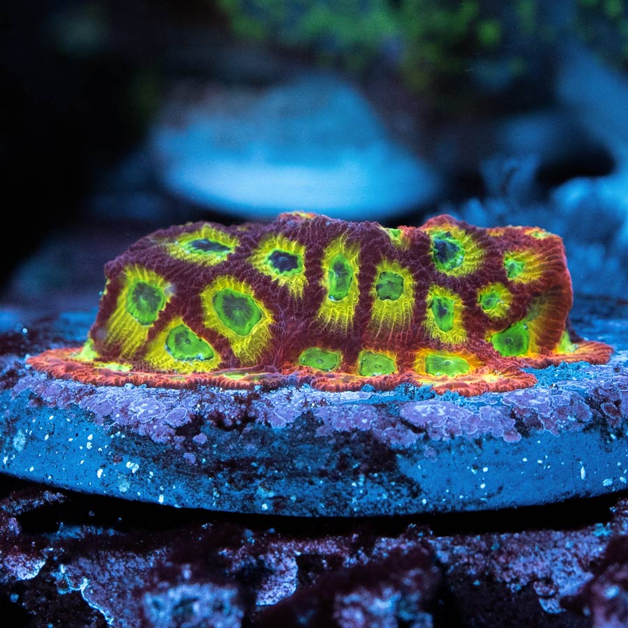 SBM Favia JF Sector 001