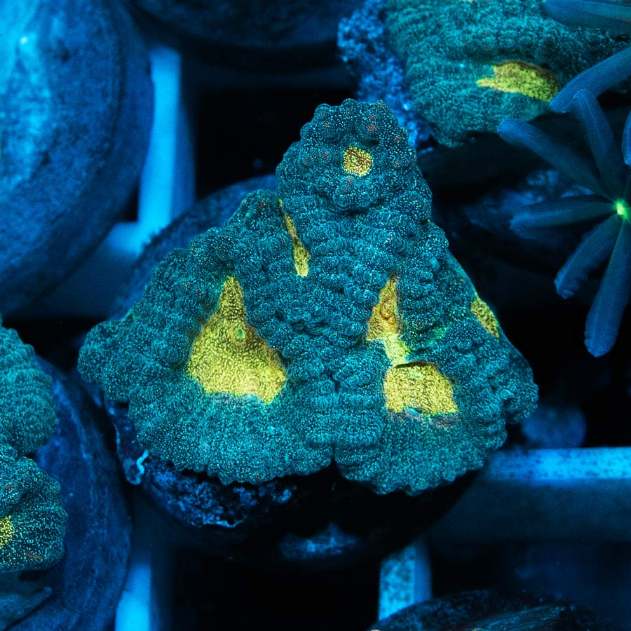 SBM Favia Pot of Gold