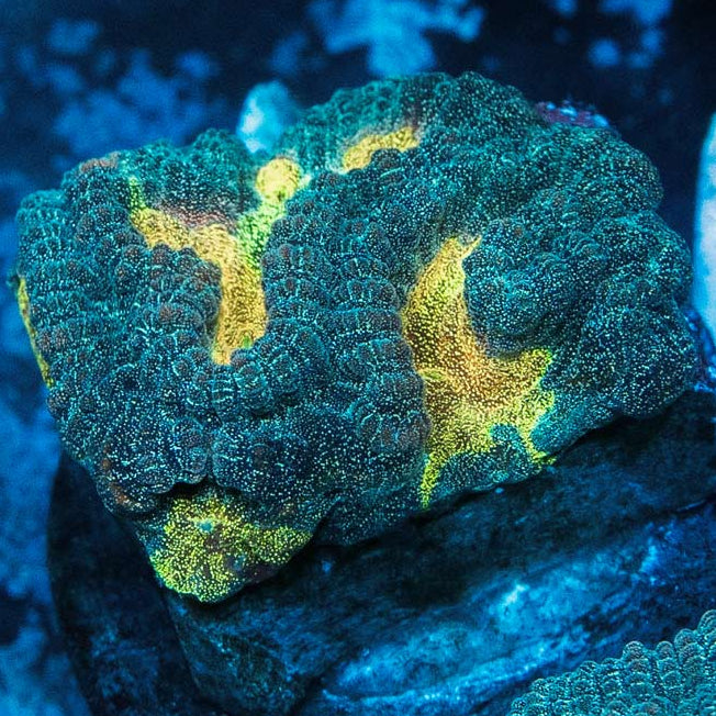 SBM Favia Pot of Gold