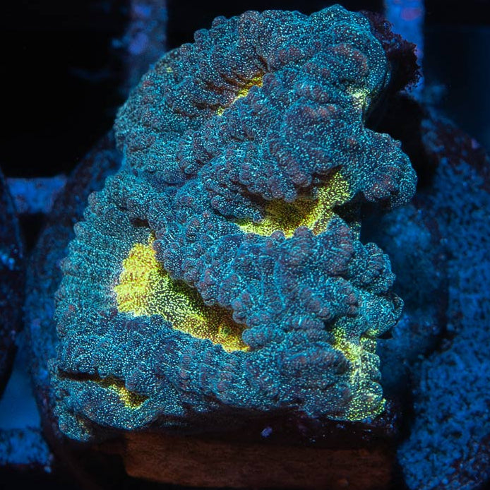 SBM Favia Pot Of Gold