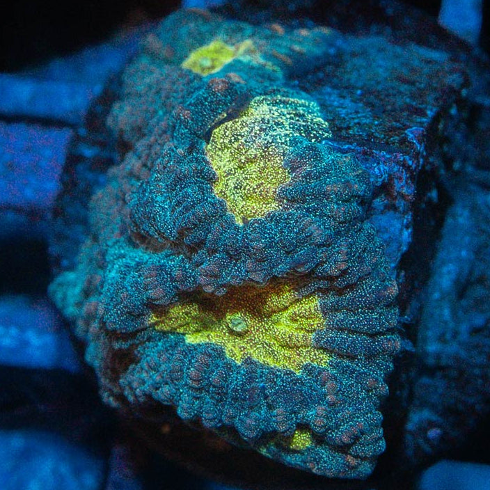 SBM Favia Pot Of Gold