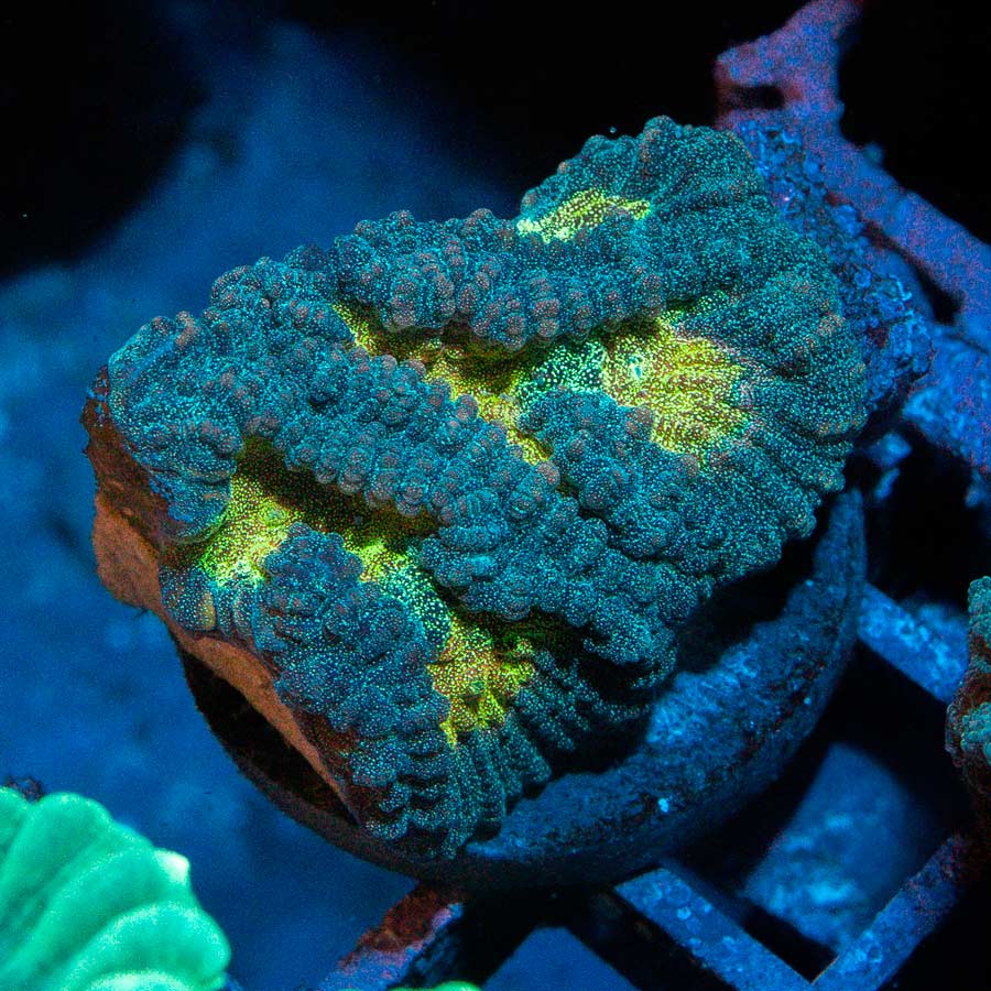 SBM Favia Pot Of Gold