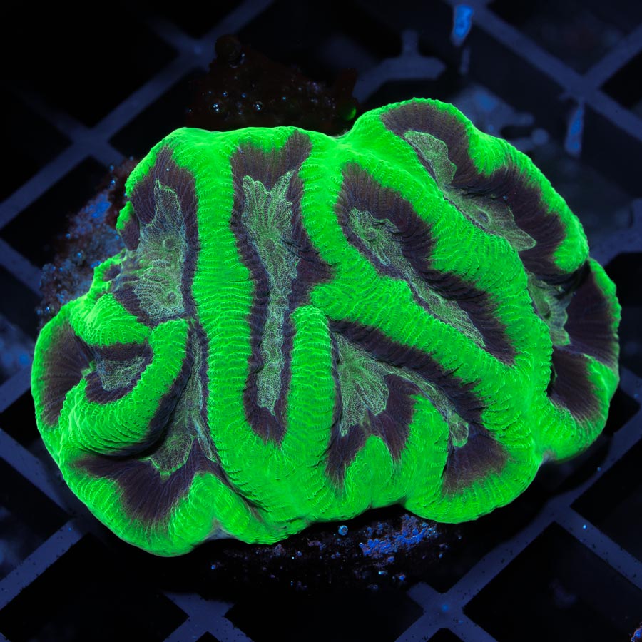 SBM Favia Prism Brain