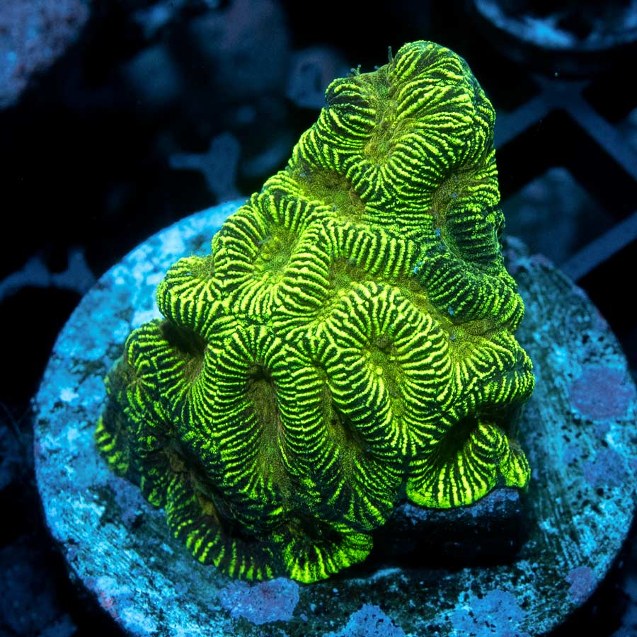 SBM Favia Tiger