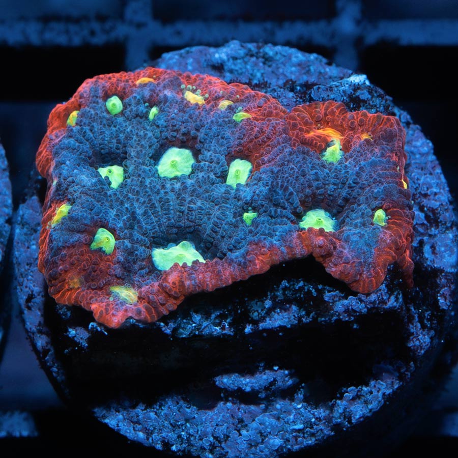 SBM Favites War Purple