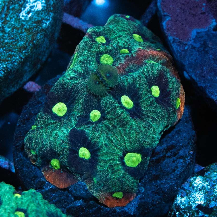 SBM Favites War Verde