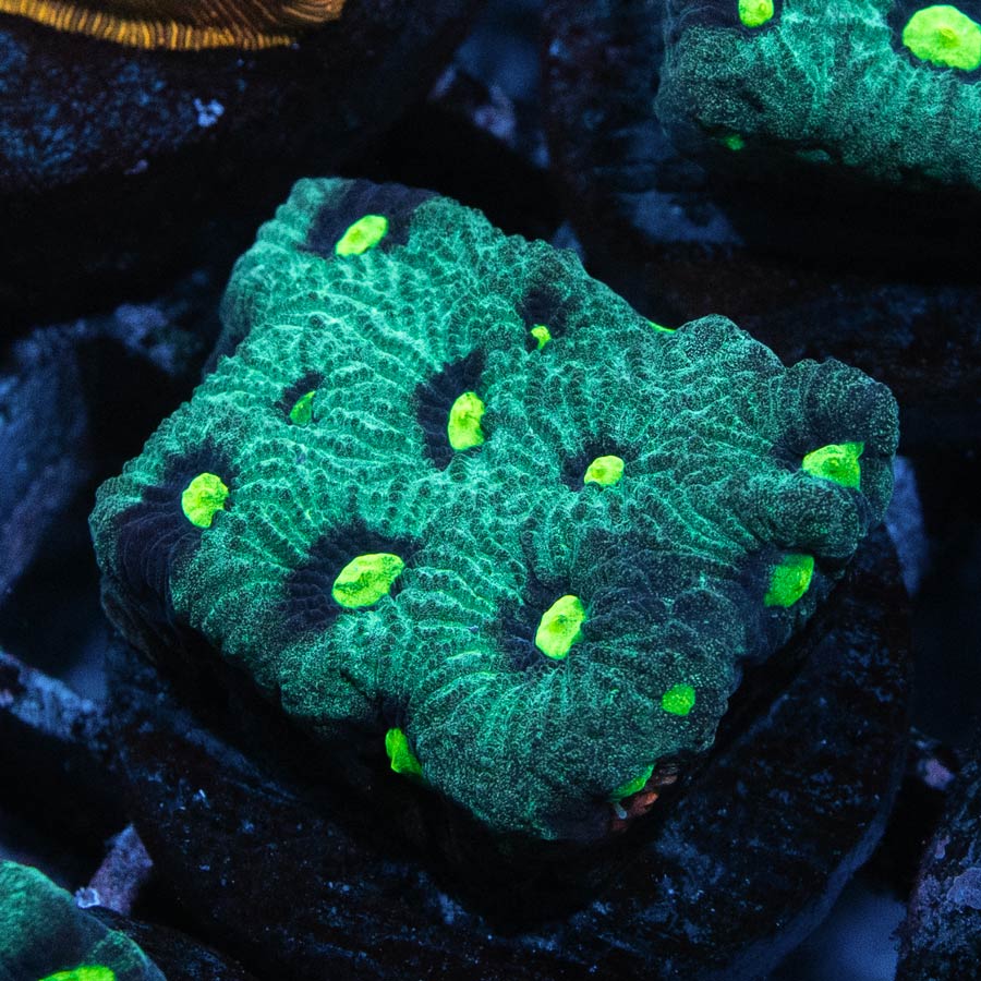 SBM Favites War Verde