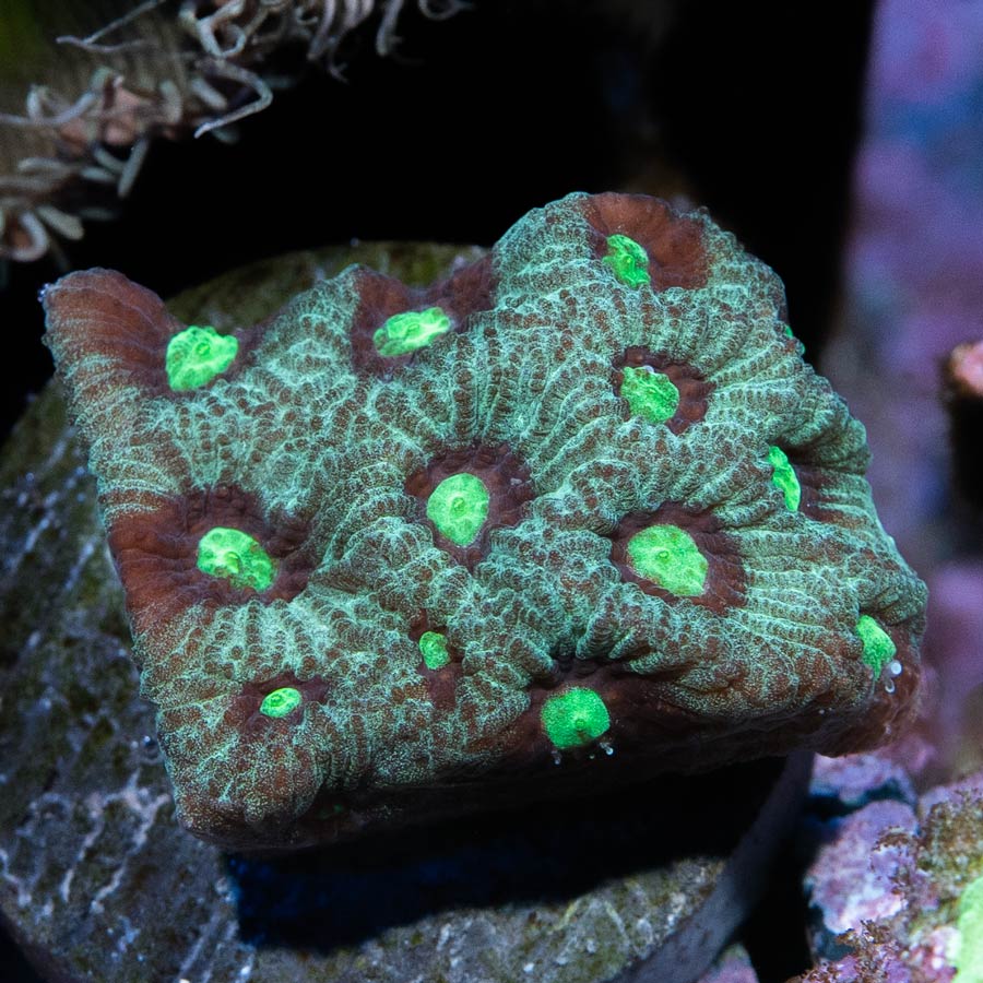 SBM Favites War Green