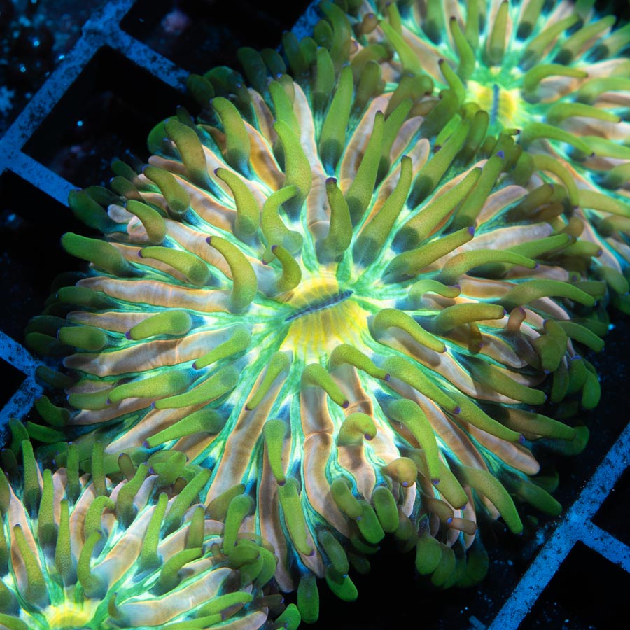 SBM Fungia Fruity Pebels (preciosa, muy resistente, poca luz)