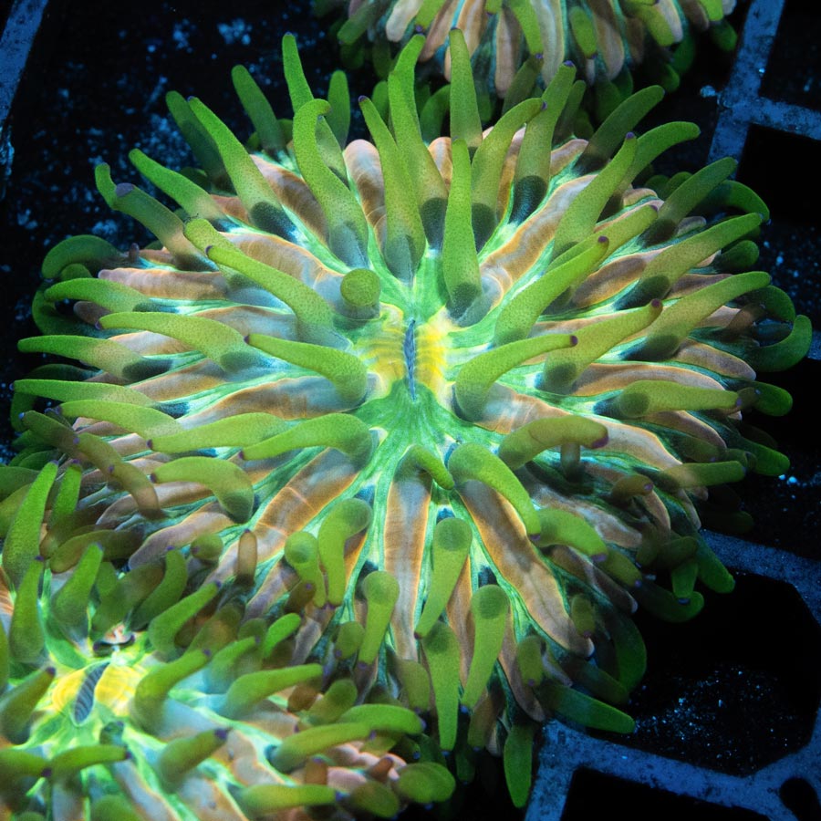 SBM Fungia Fruity Pebels (preciosa, muy resistente, poca luz)