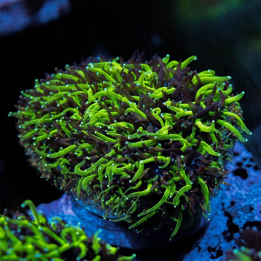 SBM Galaxea Bicolor