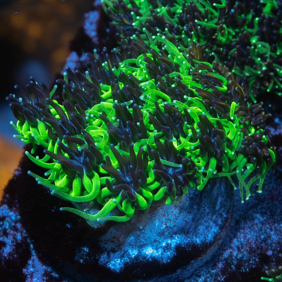 SBM Galaxea Bicolor