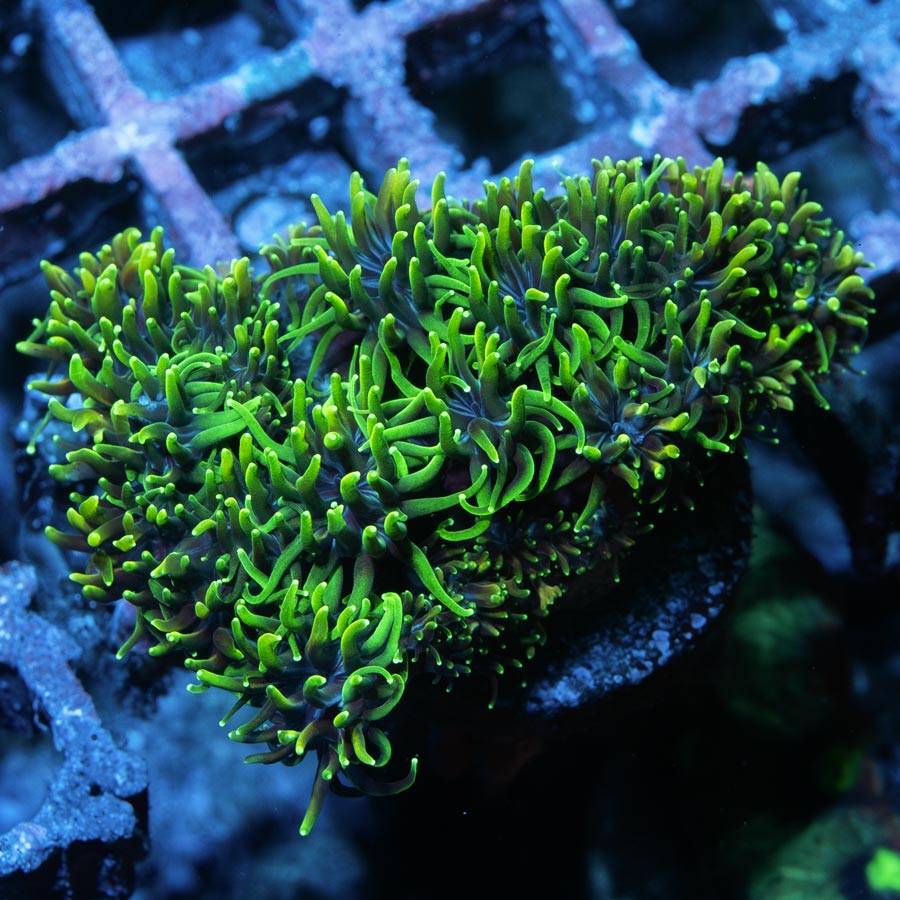 SBM Galaxea Fascicularis
