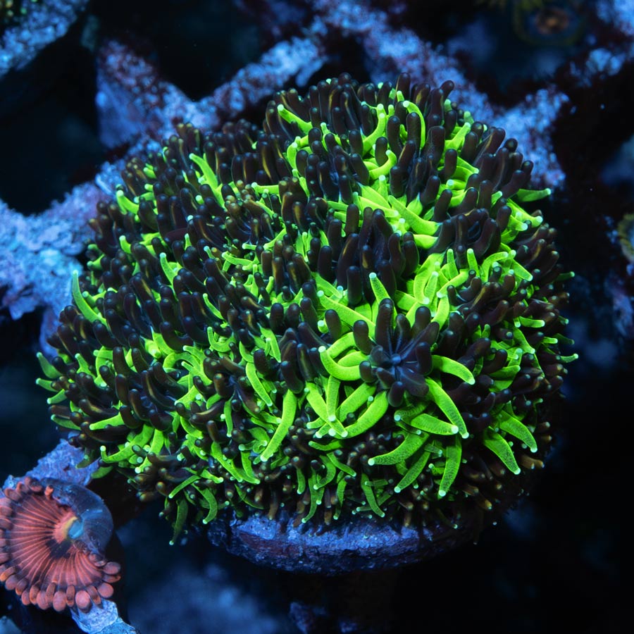 SBM Galaxea Bicolor