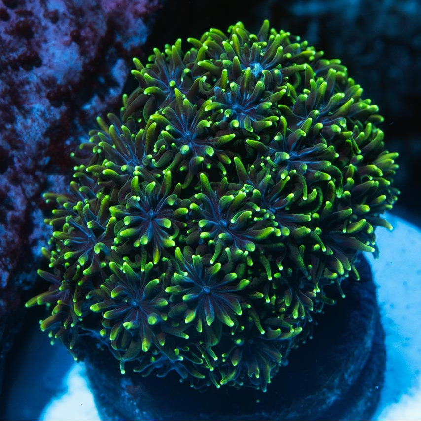 SBM Galaxea Fascicularis