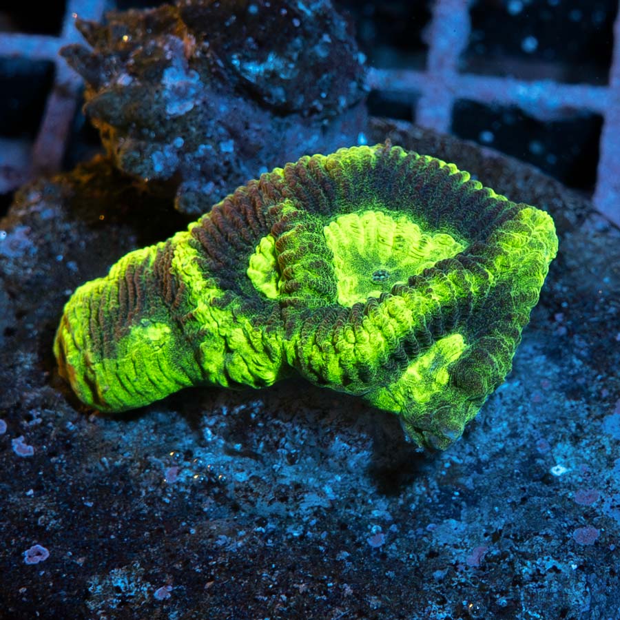 SBM Goniastrea Chernobyl
