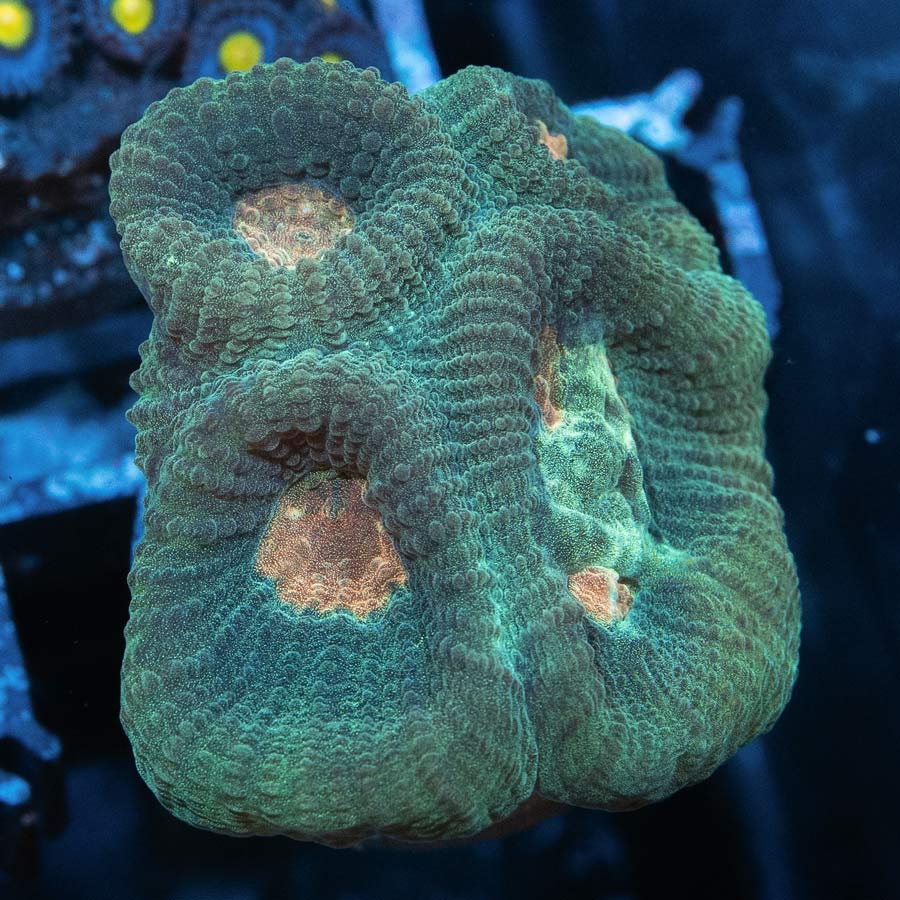 SBM Goniastrea Pink Ghost