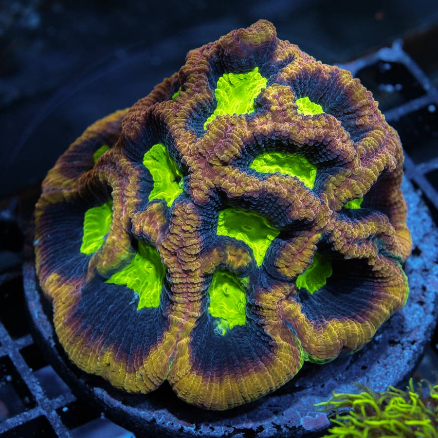 SBM Goniastrea Dragon Soul Superfluor 7 cm