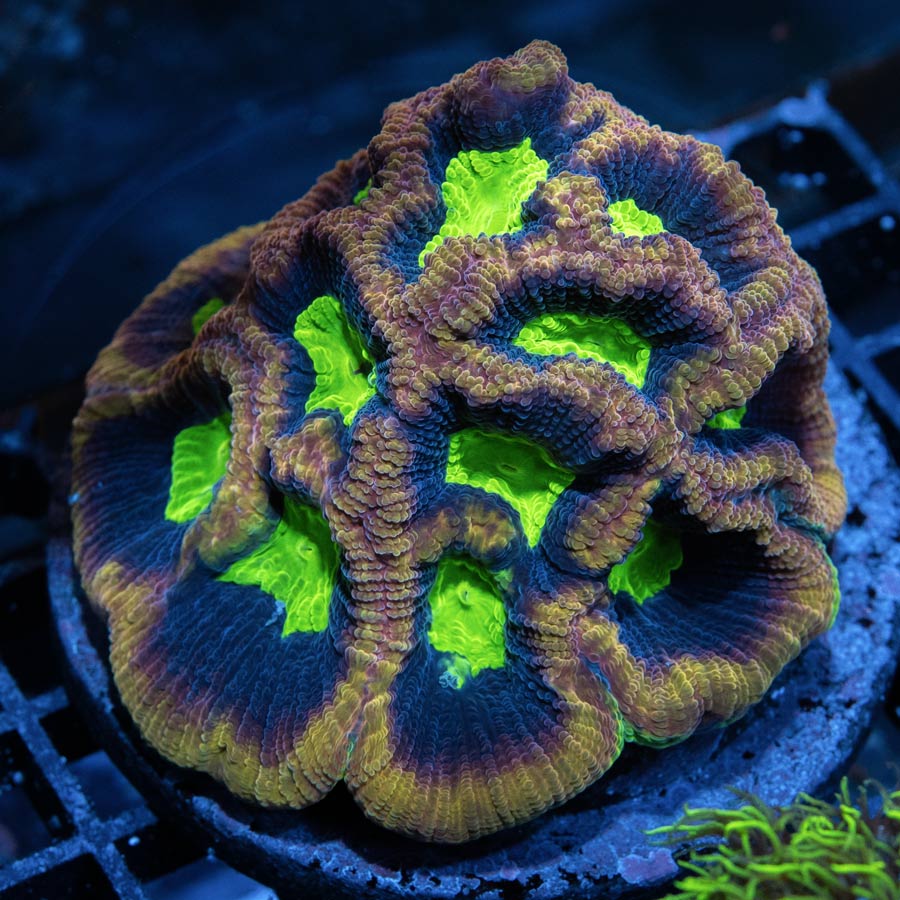 SBM Goniastrea Dragon Soul Superfluor 7 cm