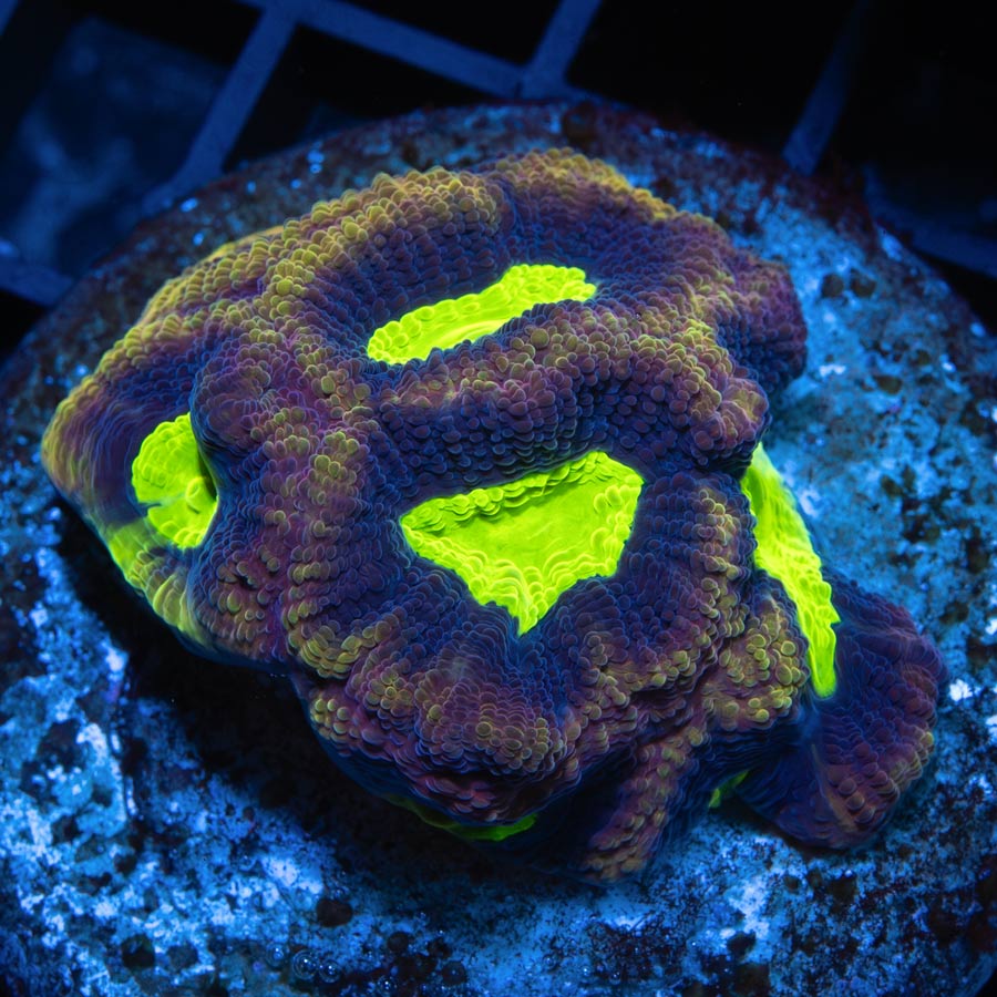 SBM Goniastrea Acid Core (+5 Bocas)