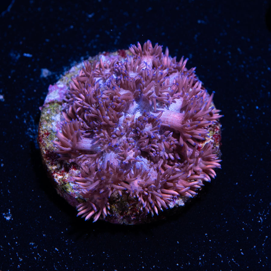 SBM Goniopora Rosa