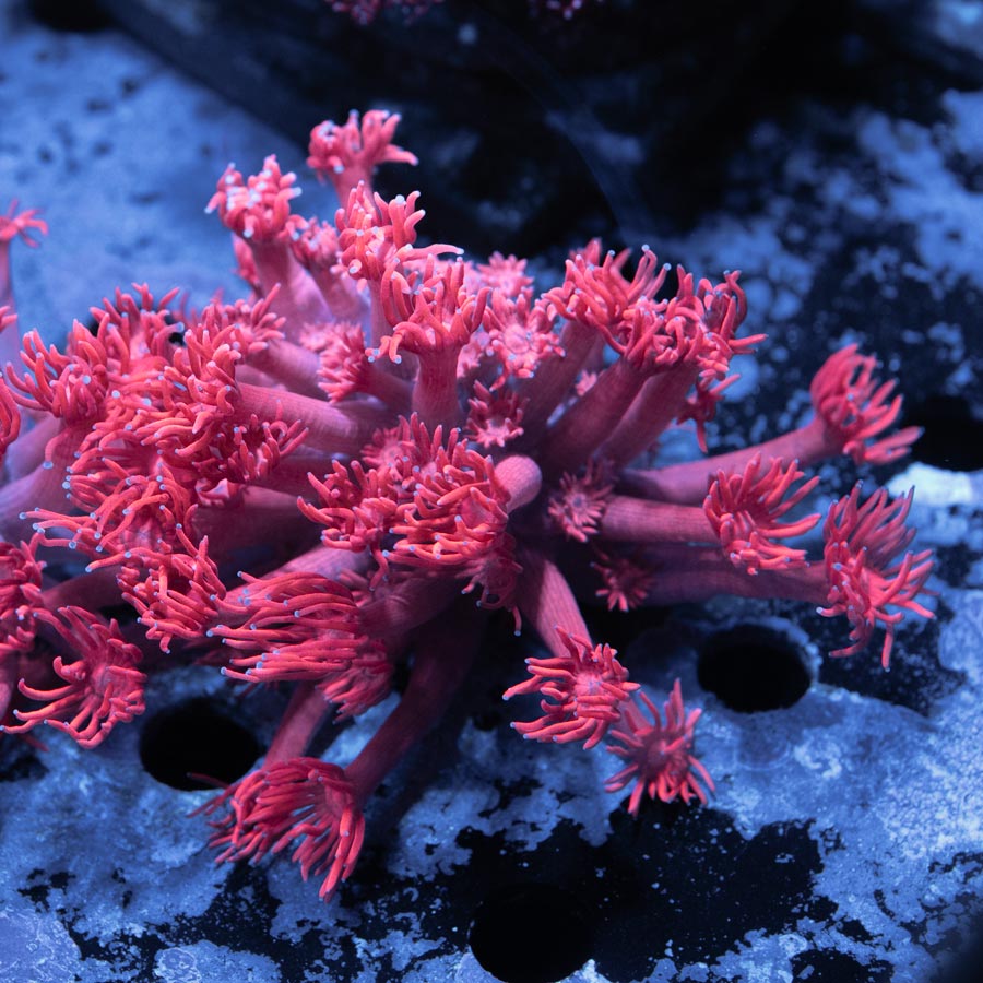 SBM Goniopora Pink Superultra