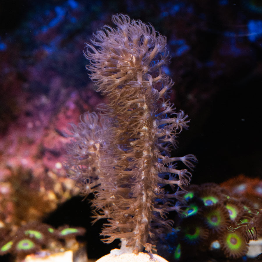 SBM Gorgonia Fotosintética Extragruesa