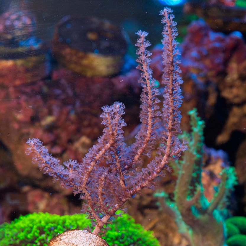 SBM Gorgonia Fotosintetica