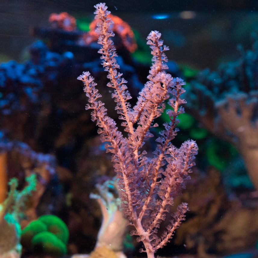 SBM Gorgonia Fotosintetica