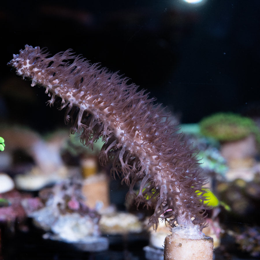 SBM Gorgonia Fotosintetica Extragruesa